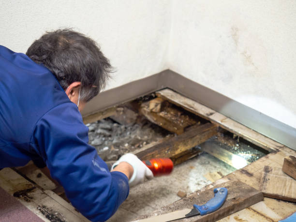 Best Mold Cleaning Services  in Ramapo College Of New Jersey, NJ