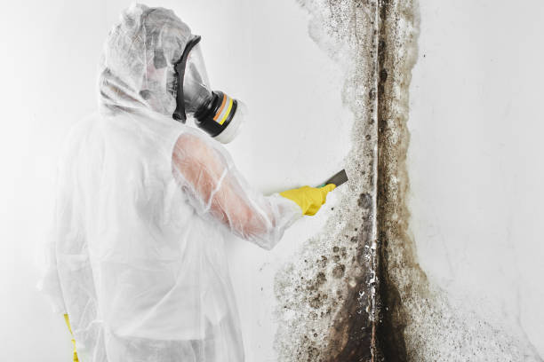 Best Commercial Mold Removal  in Ramapo College Of New Jersey, NJ