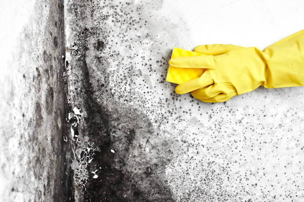 Best Affordable Mold Removal  in Ramapo College Of New Jersey, NJ