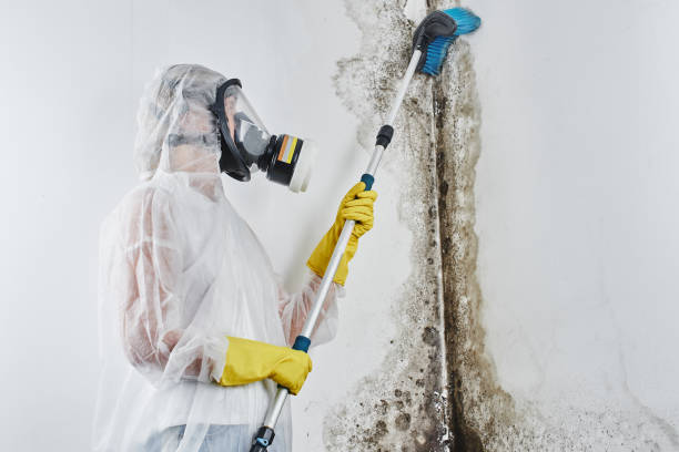 Best Same-Day Mold Removal  in Ramapo College Of New Jersey, NJ