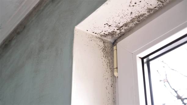 Best Professional Mold Removal  in Ramapo College Of New Jersey, NJ