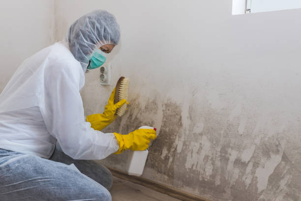 Best Mold Removal Company Near Me  in Ramapo College Of New Jersey, NJ