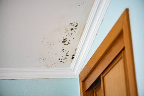 Best Fast Mold Removal  in Ramapo College Of New Jersey, NJ