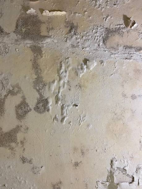 Trusted Ramapo College Of New Jersey, NJ Mold Removal Experts